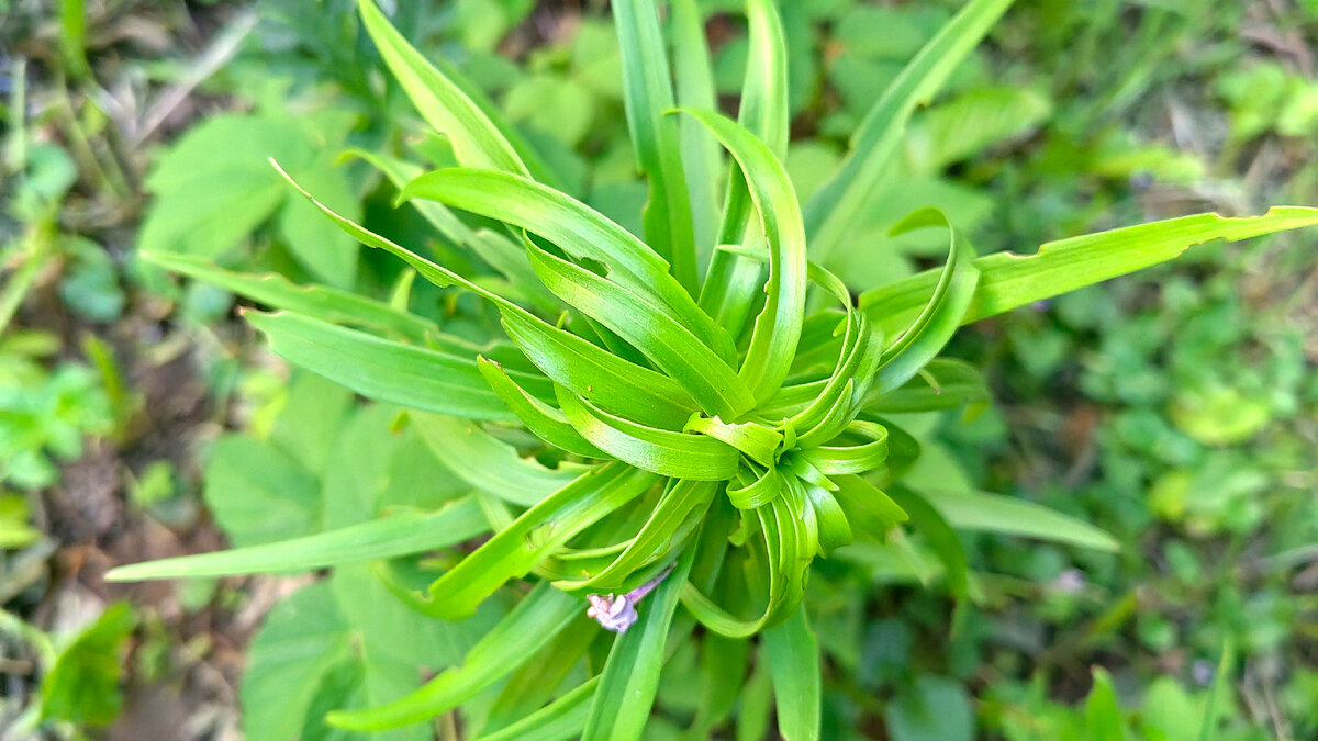 И на лилиях  у под'езда тоже есть следы пребывания жуков. Фото автора