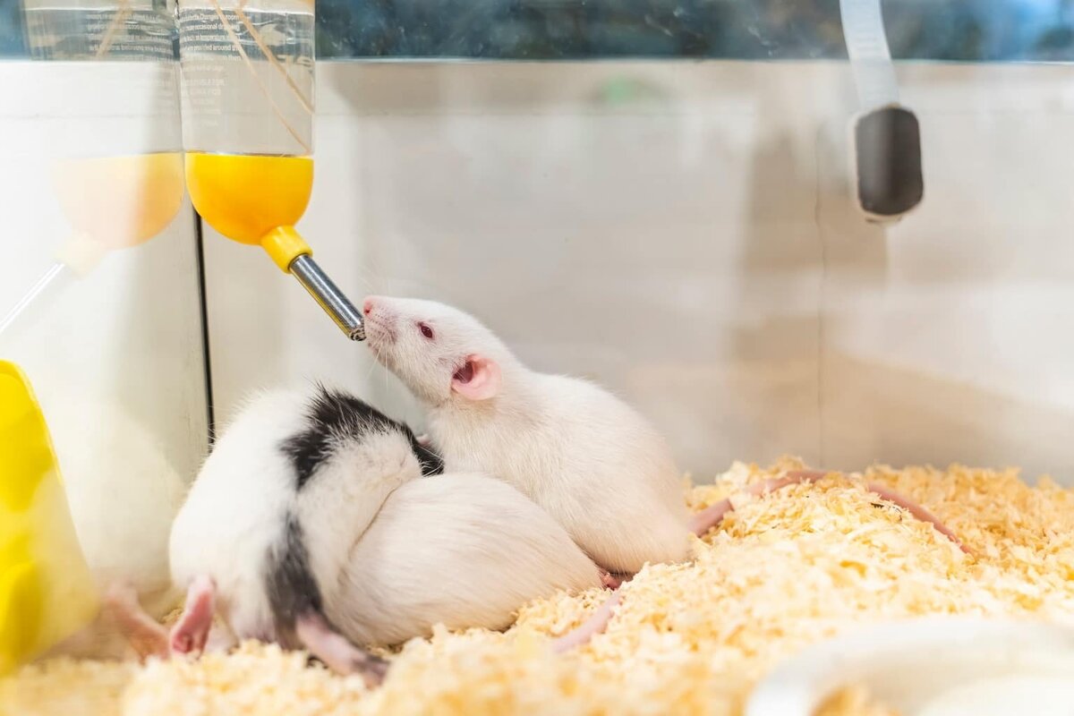    Psychiatrist.com, Gerbil Water