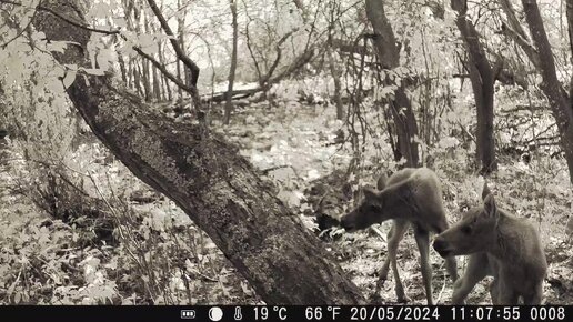 Лось обнаружил фотоловушку. Медведь, кабаны, косули, барсук, лосята.