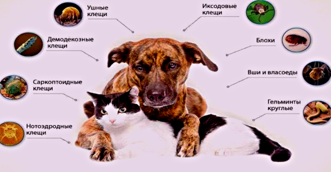 Виды подкожных клещей у собак. Фото: it.fotolia.com