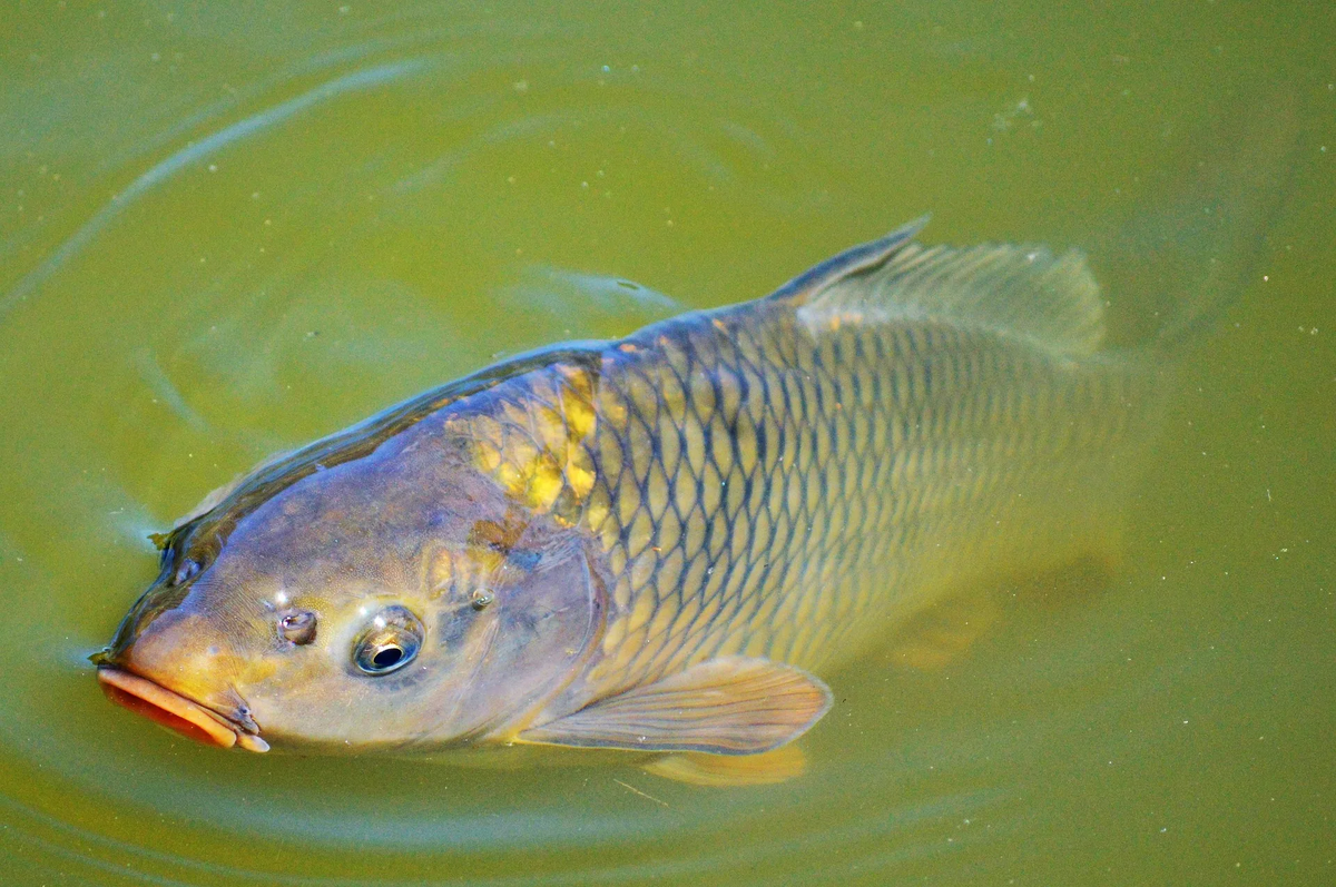 Фото с сайта: https://animalib.ru/wp-content/uploads/2017/11/carp-2457084_1920.jpg