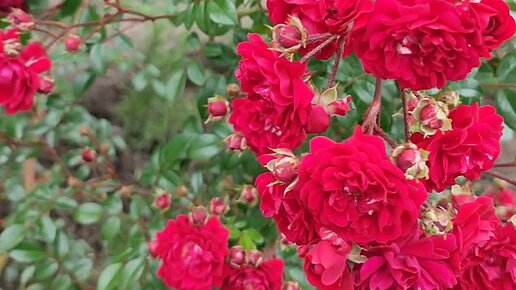 МОМО - плетистая мелкоцветковая роза