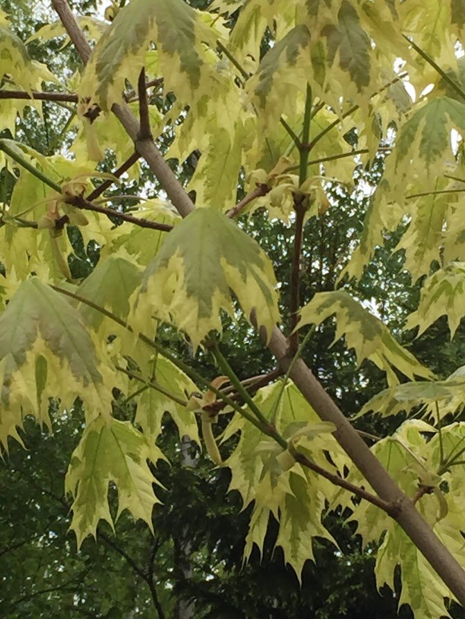 2024  Acer platanoides Drummondii листья