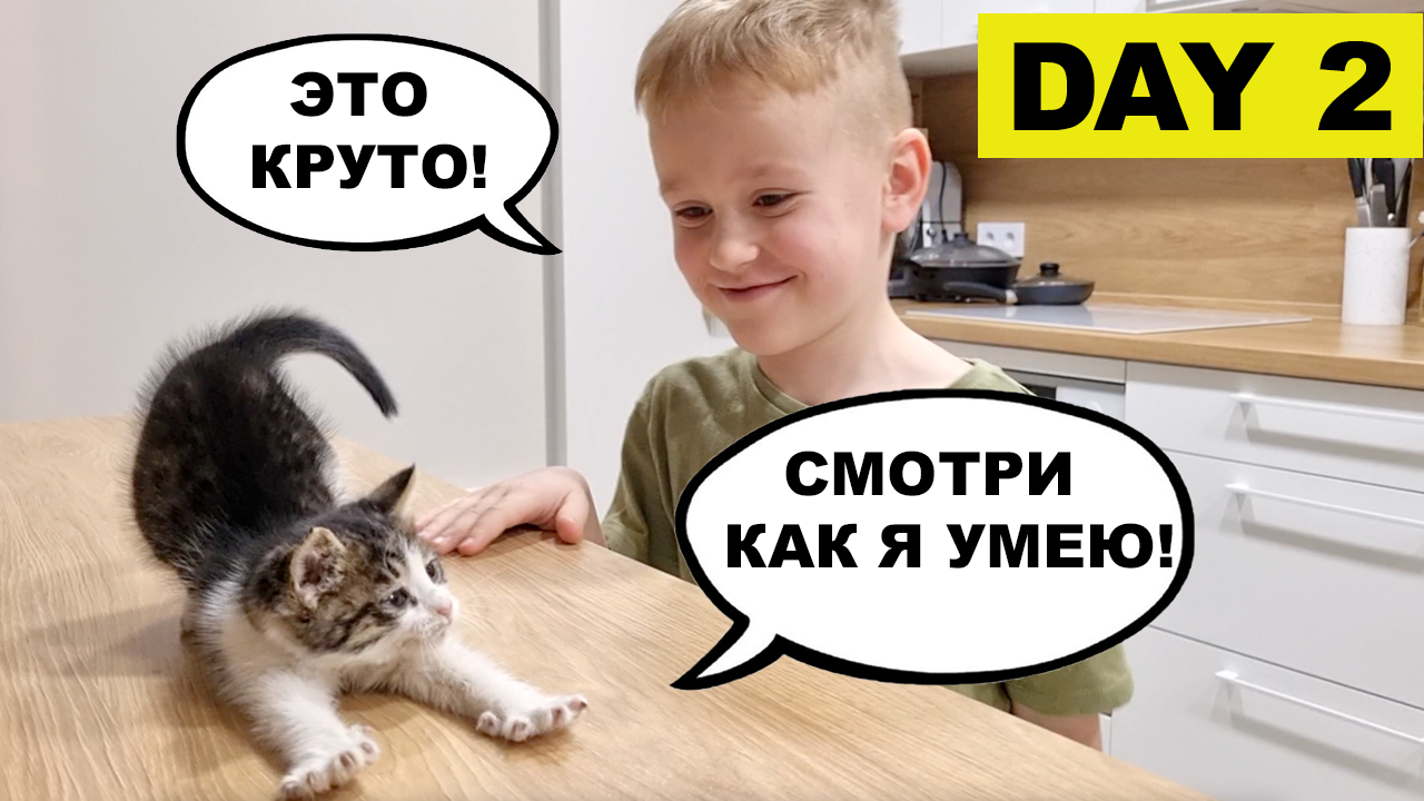 Новый котенок в доме. День 2