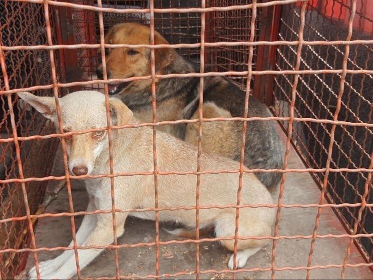     ФОТО: Администрация Новокаховского округа