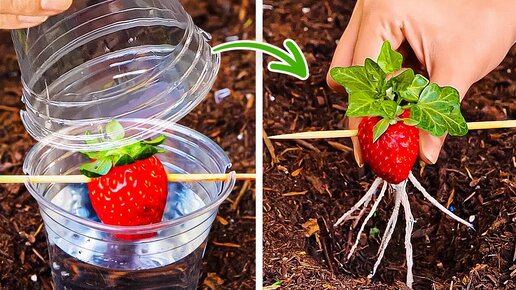 ПРОФЕССИОНАЛЬНЫЕ ХИТРОСТИ САДОВОДСТВА ДЛЯ БЫСТРОГО РОСТА РАСТЕНИЙ 🍓🌱 СЕКРЕТЫ ПРОЦВЕТАЮЩИХ РАСТЕНИЙ