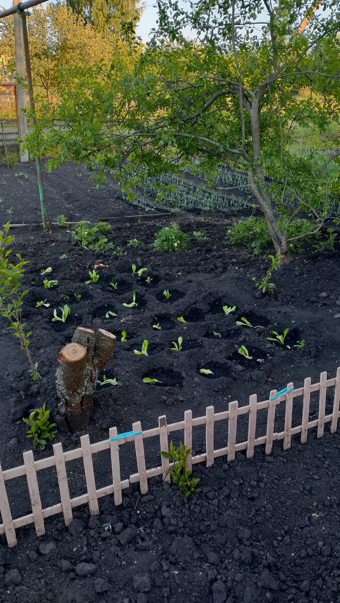 Всё вскопано, клубника прорыхлена) 