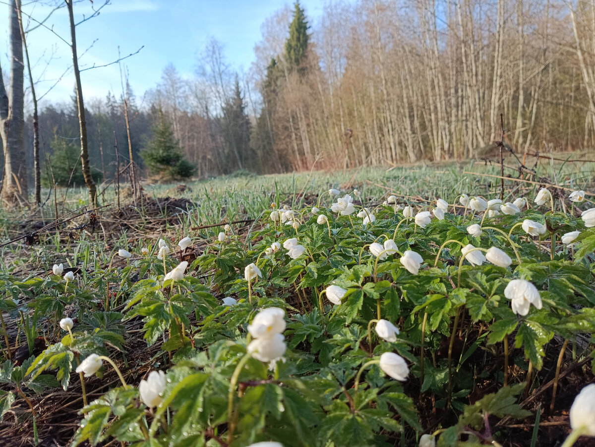 Первые цветы. 