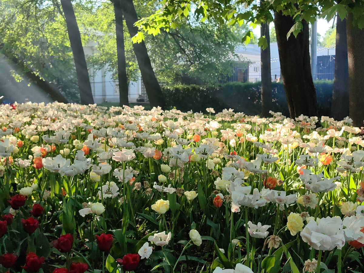 Фестиваль тюльпанов на Елеагином острове 2024