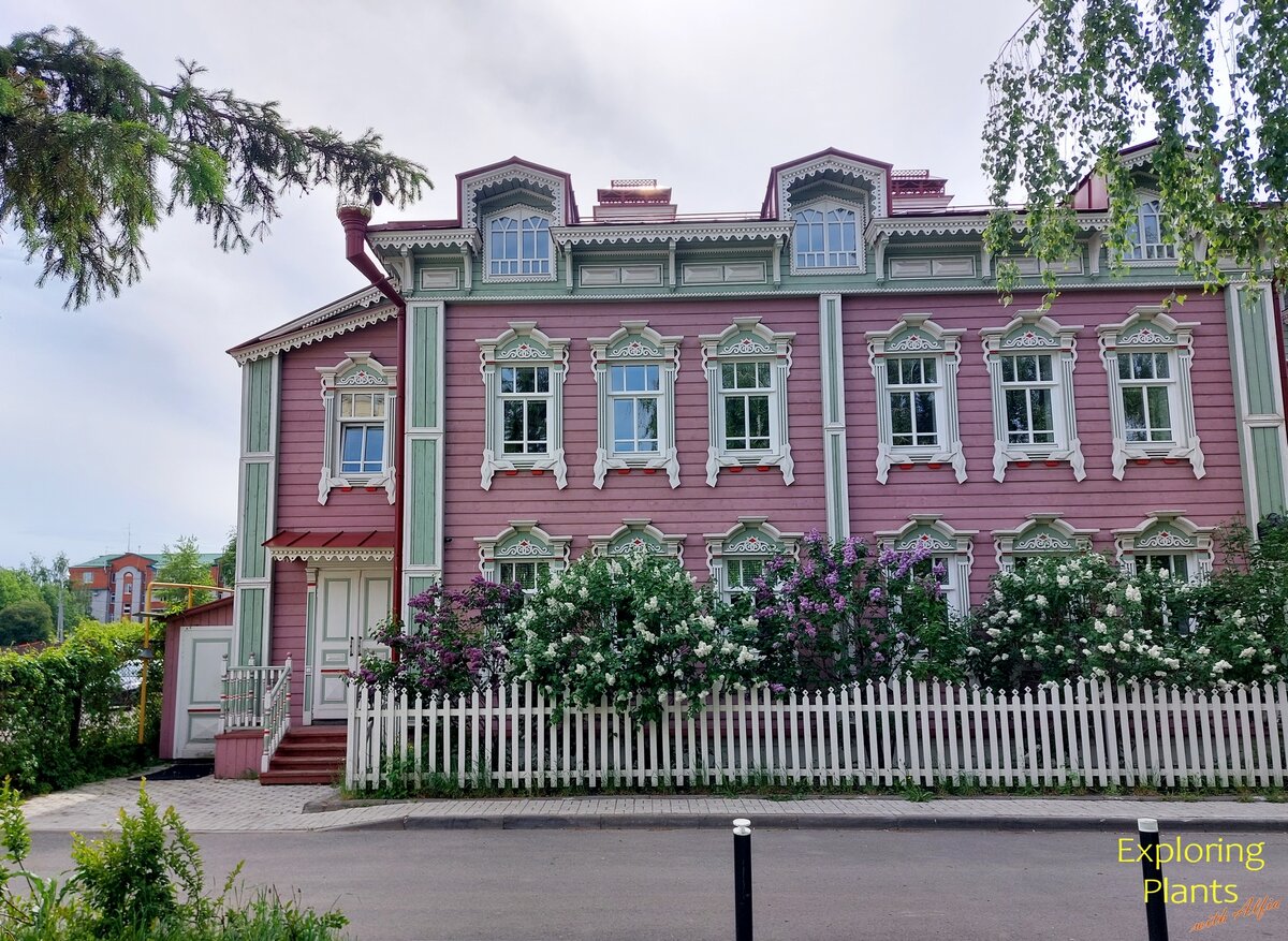 Сирень в палисаднике дома Сафы Бахтеева (Старо-Татарская слобода, Казань) |  Популярно о растениях | Дзен