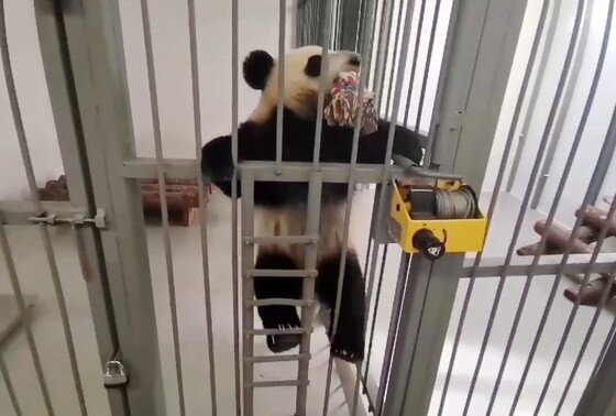    Панда Катюша