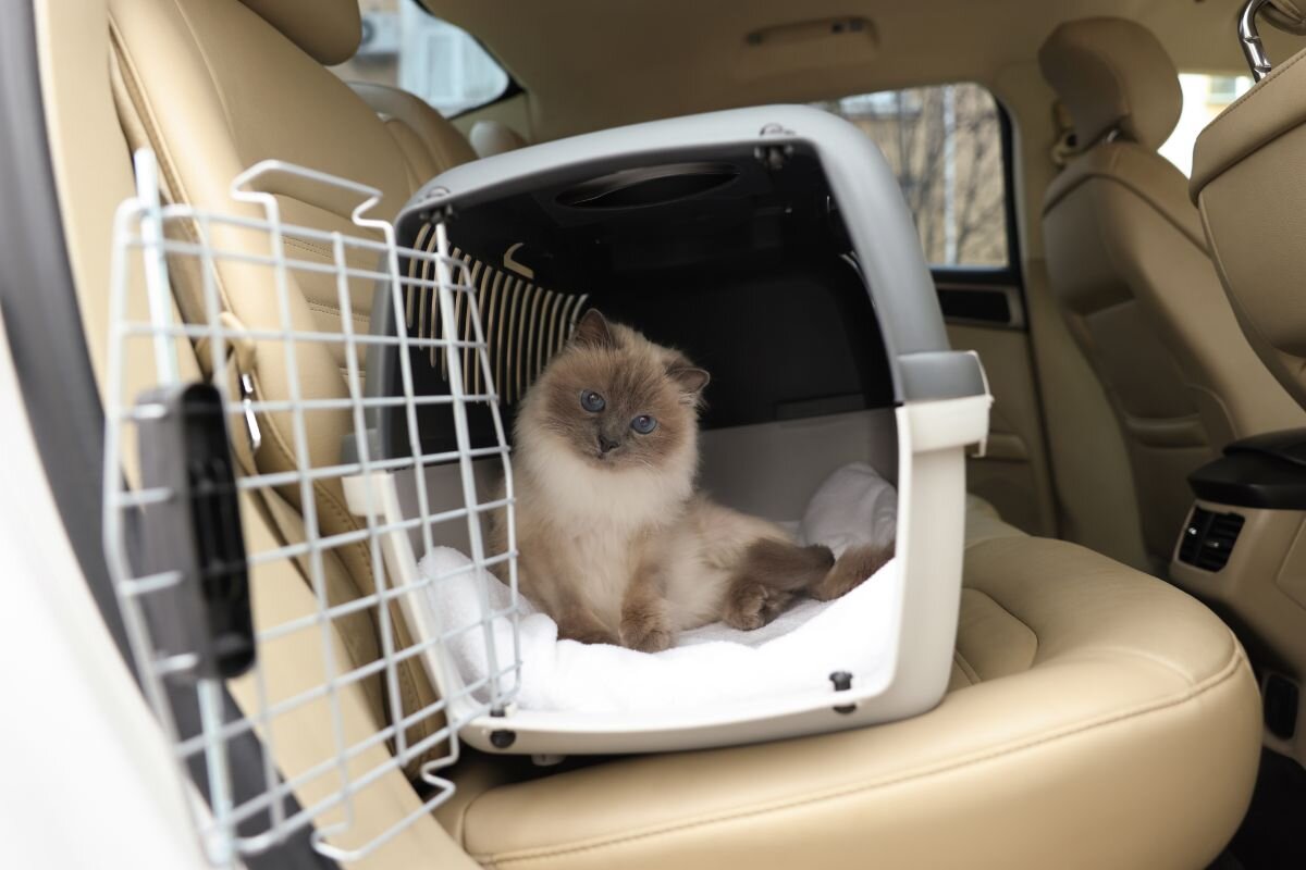 Кошка в машине 