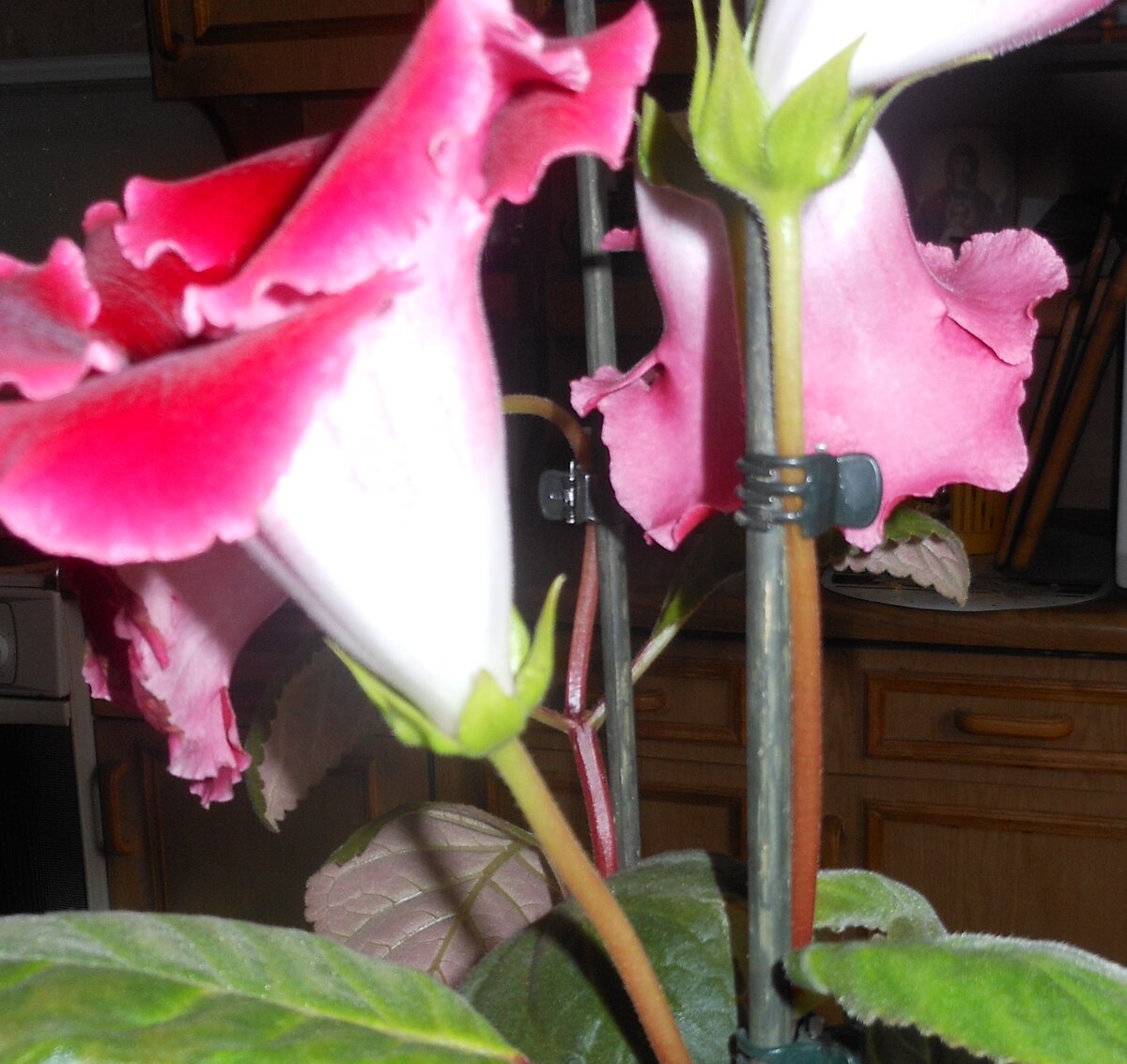 ГЛОКСИНИЯ, из личных фото автора