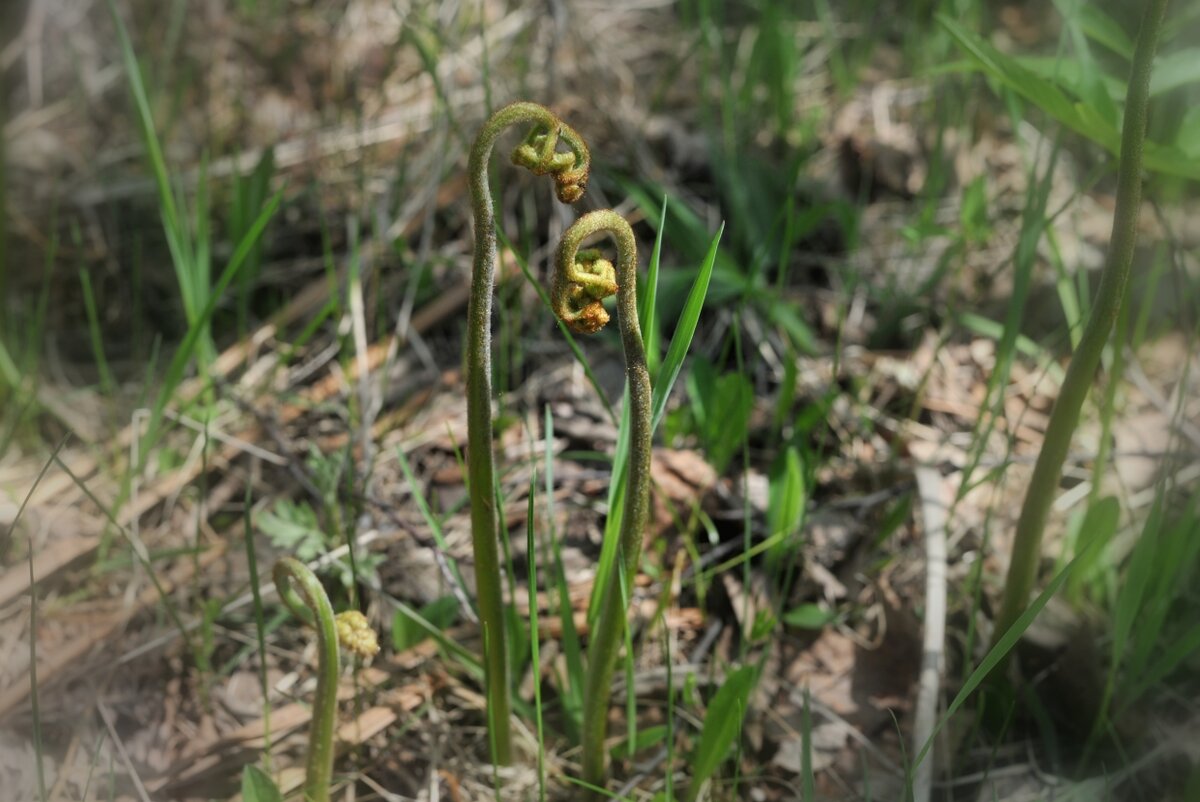 Орляк. Фото: Юрий Гуршал