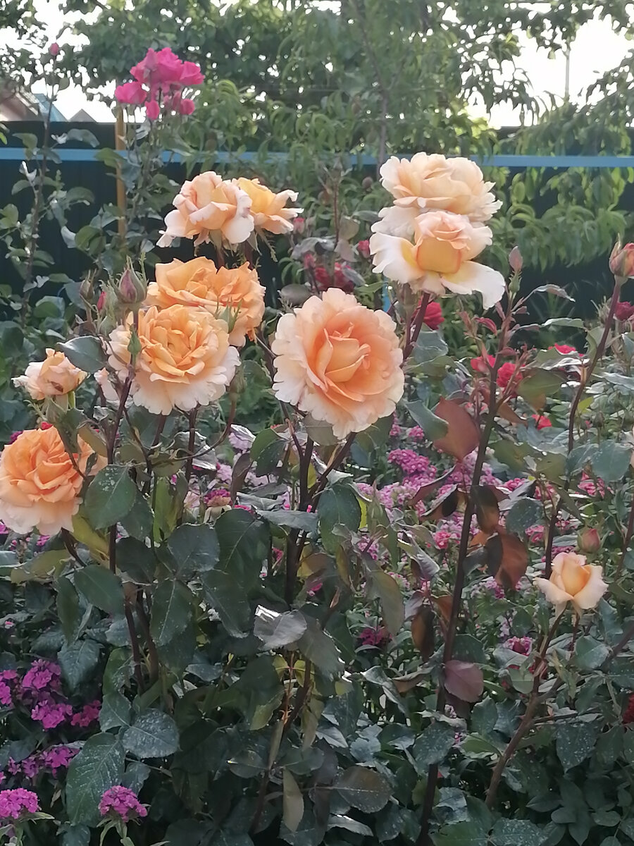 Розы в моем саду. 