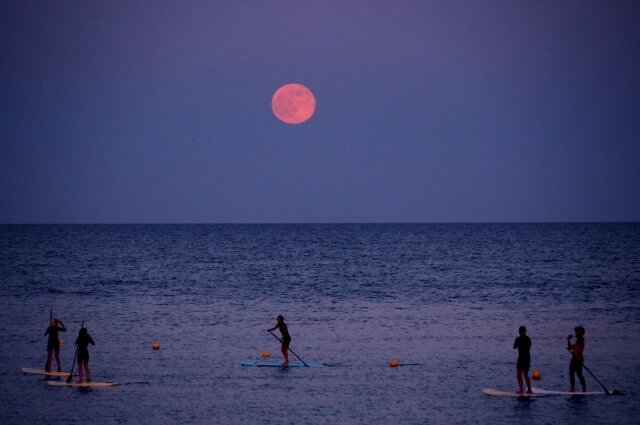   Фото: istockphoto.com/ DinoGeromella