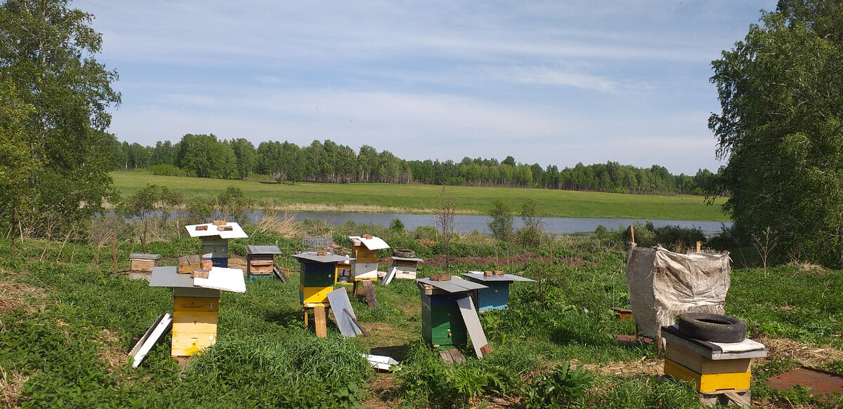 Пасека автора в д. Борзуновка