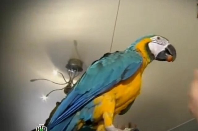    Фото: www.ntv.ru