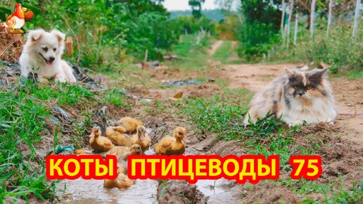 Пушистые коты птицеводы Айс и Ася (серия 75) 🪿🦆🐓