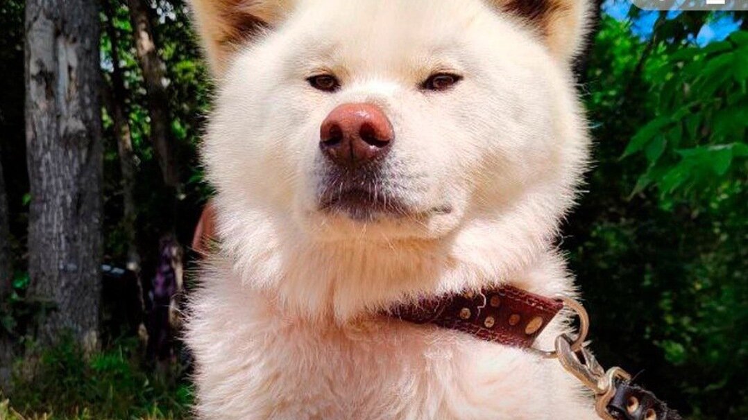     Источник: nhk_love