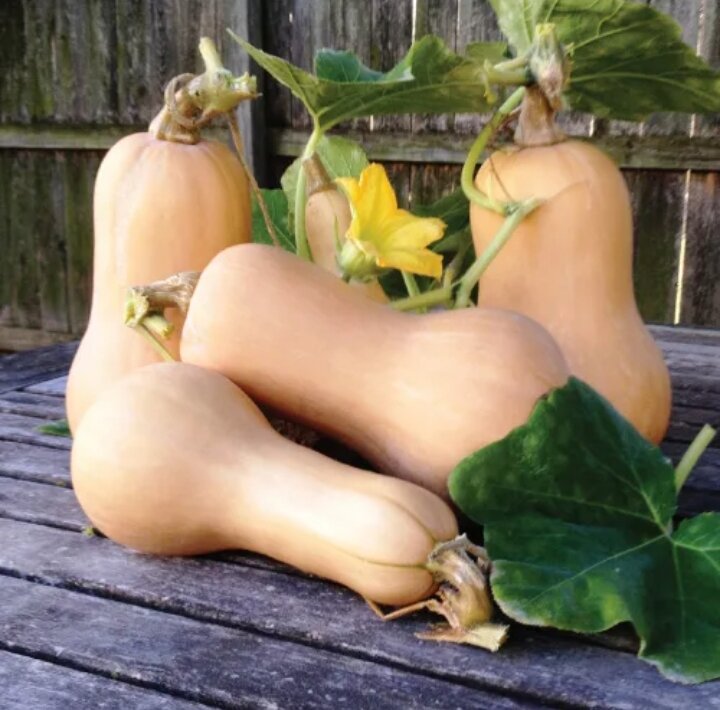 В этом году опять посадила. С одного кустика при хорошем уходе тыковка даёт 12 плодов до 1.5 кг.