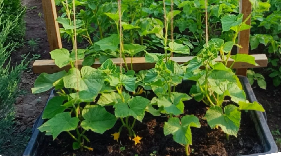 Выращивание огурцов в бочке: плюсы и минусы посадки, секреты ухода для большого урожая