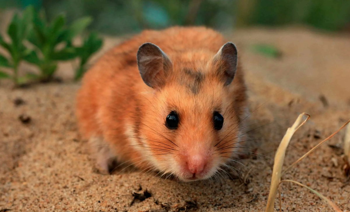 Сирийский хомяк