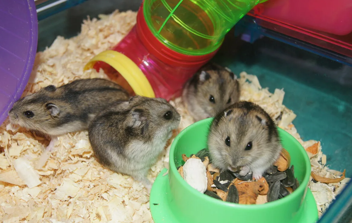 Джунгарики