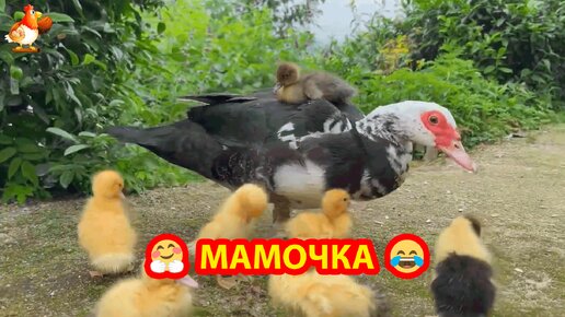 Индоутка с утятами гуляет на солнышке 🦆🌞😂