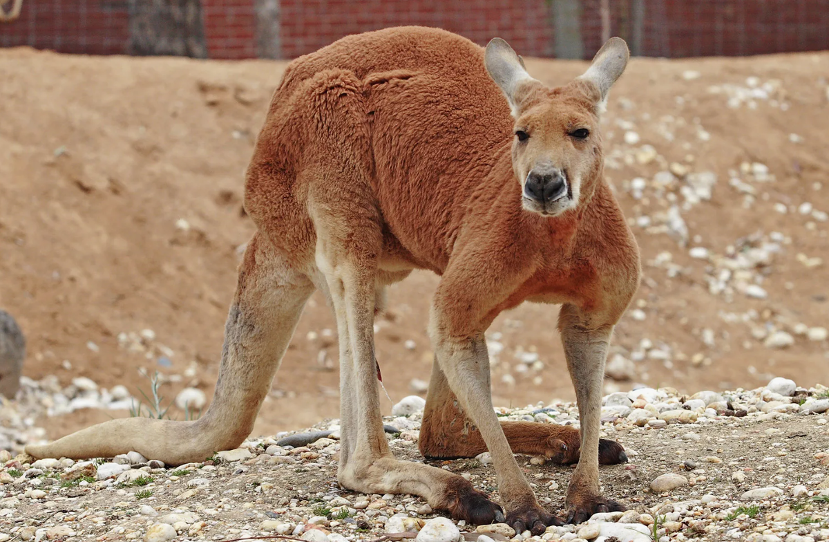 Красный кенгуру (Macropus rufus)