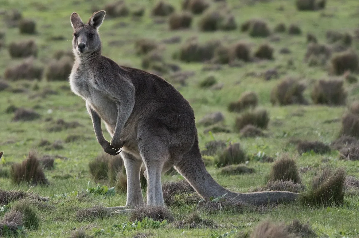 Восточный серый кенгуру (Macropus giganteus)