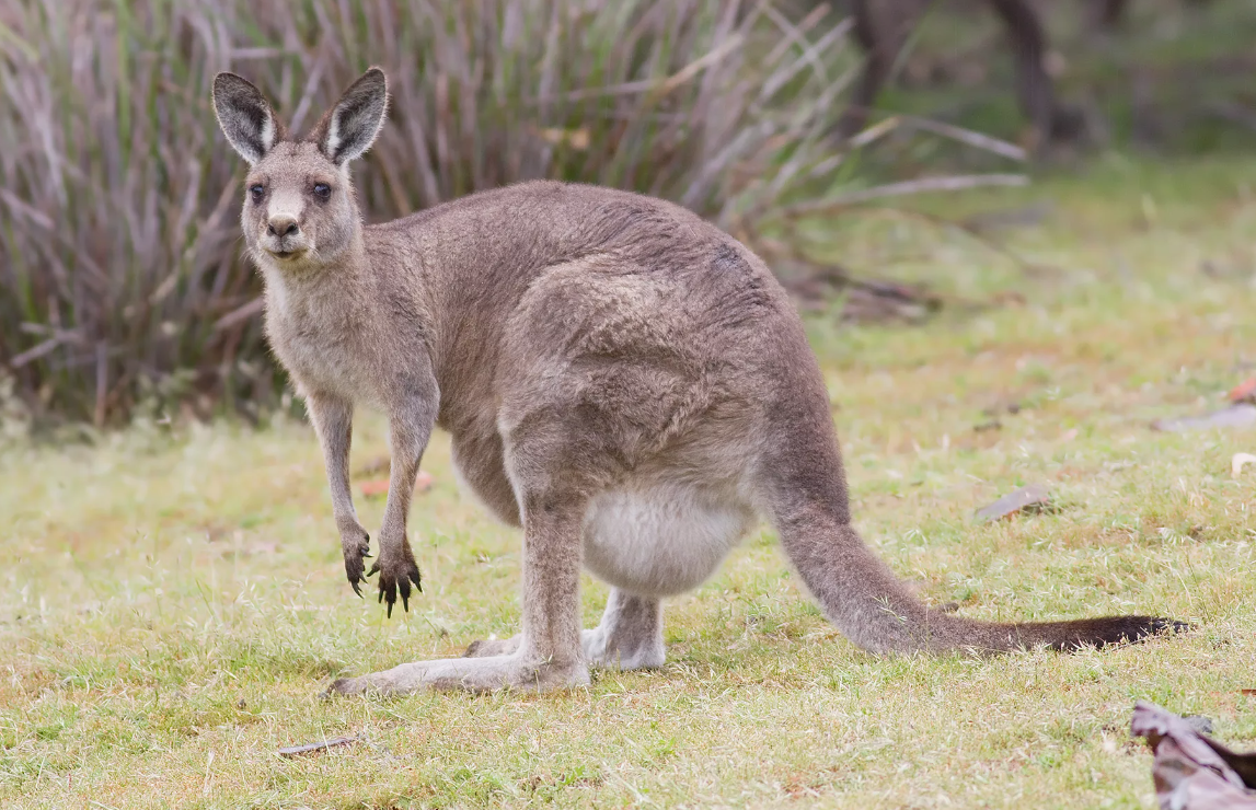 Кенгуру-антилопа (Macropus antilopinus)