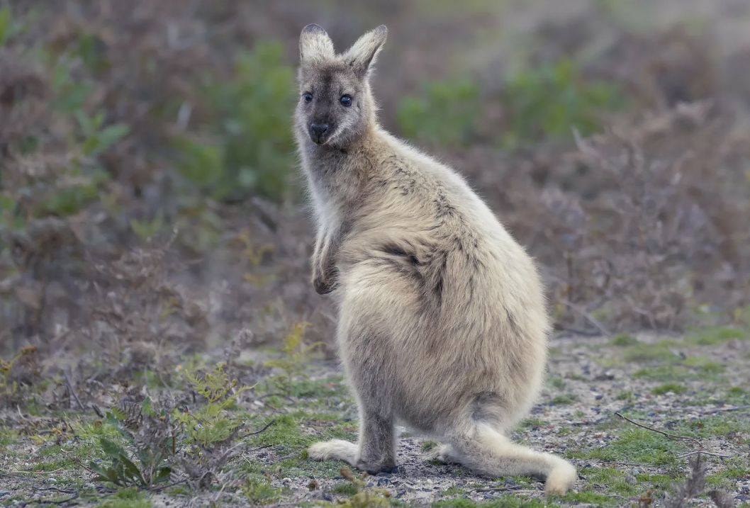 Кенгуру Беннетта (Macropus rufogriseus)