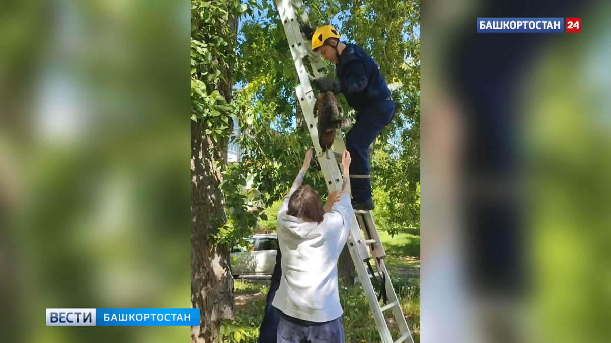    Убежавшего от хозяйки кота в Уфе спасатели достали с дерева