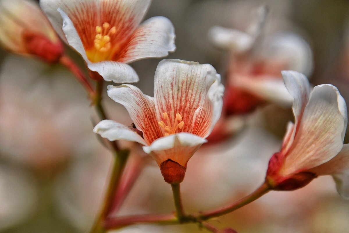 Тунговое дерево в дендропарке "Южные культуры". Адлер в мае