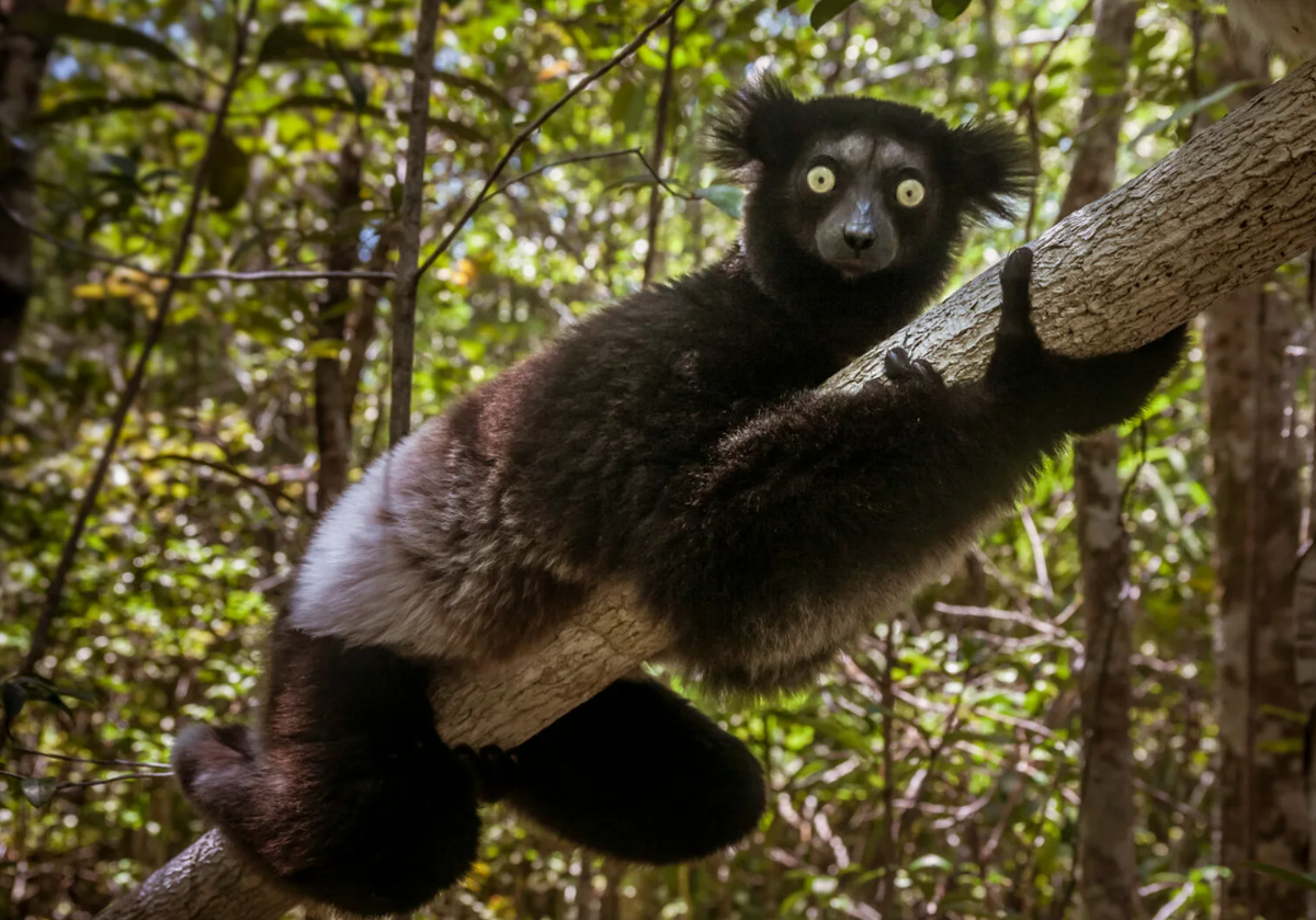 Индри (Indri indri)