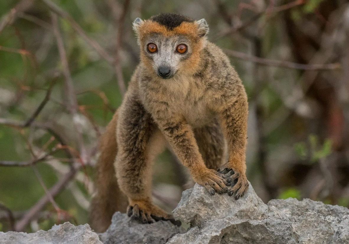 Коронованный лемур (Eulemur coronatus)