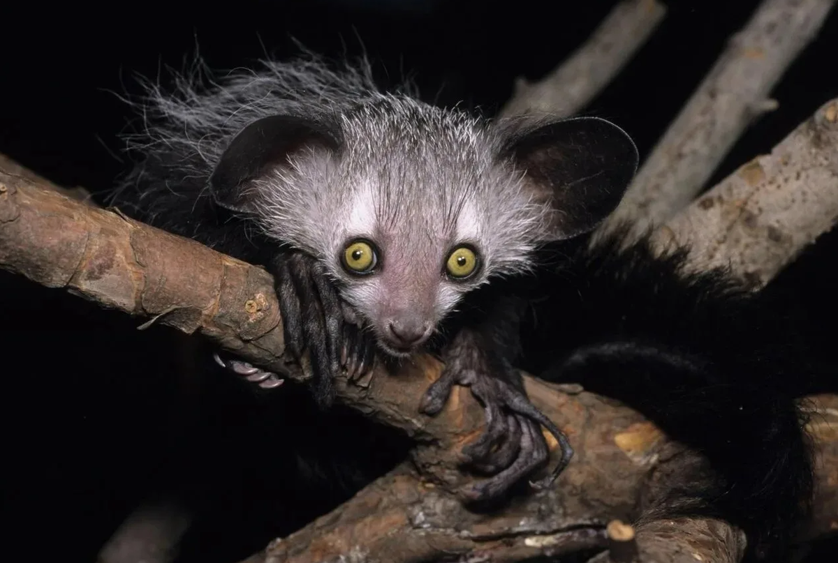 Ай-ай (Daubentonia madagascariensis)