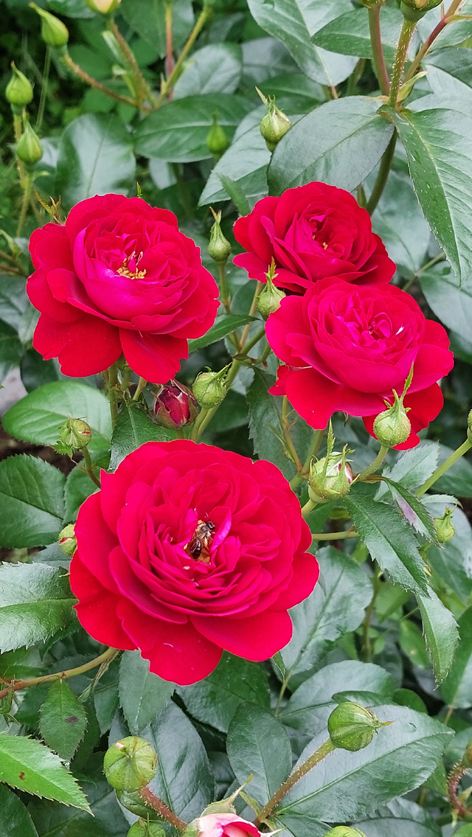 Бордо. Флорибунда