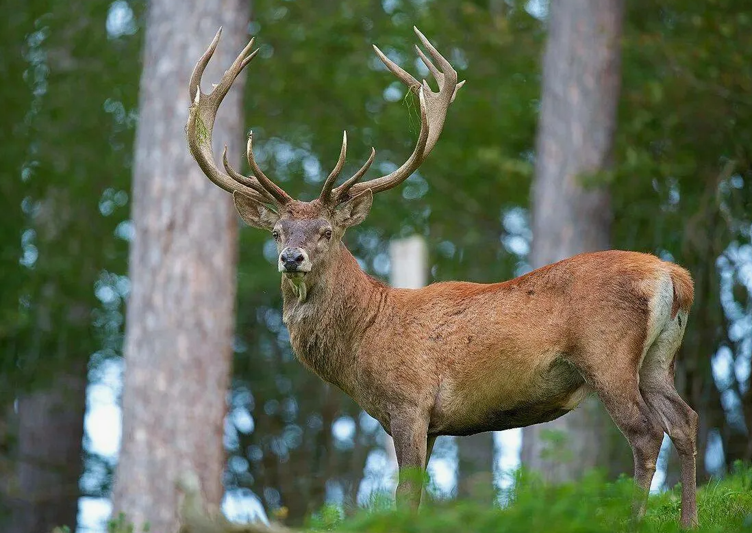 Благородный олень (Cervus elaphus)