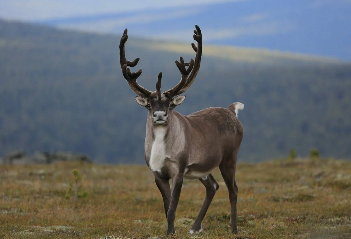 Северный олень (Rangifer tarandus)