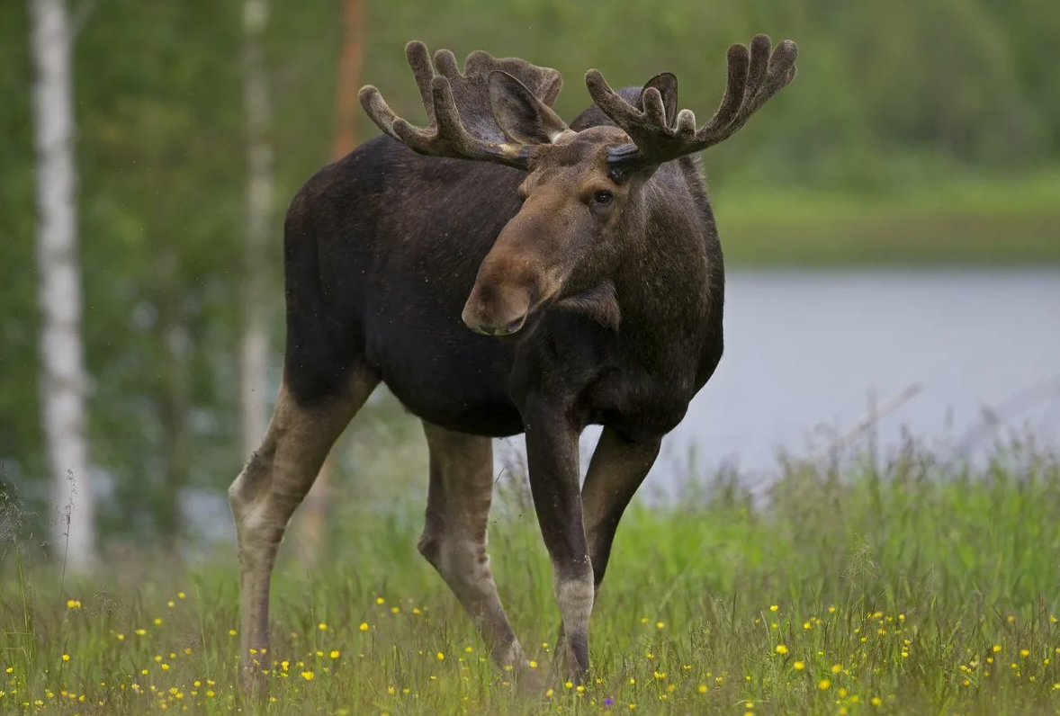 Лось (Alces alces)