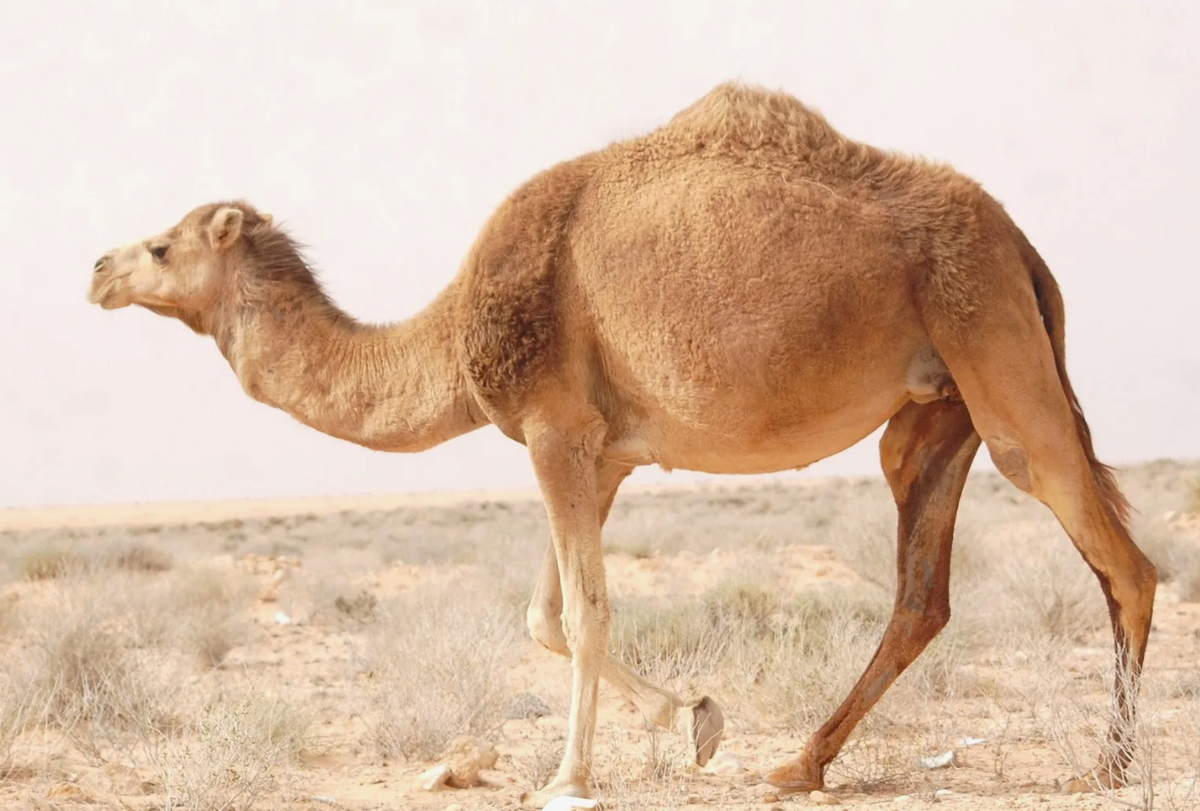 Дромедар (Camelus dromedarius)