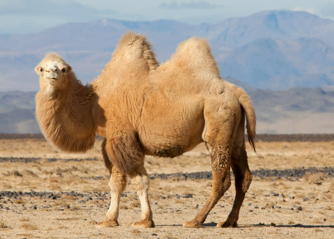 Бактриан (Camelus bactrianus)