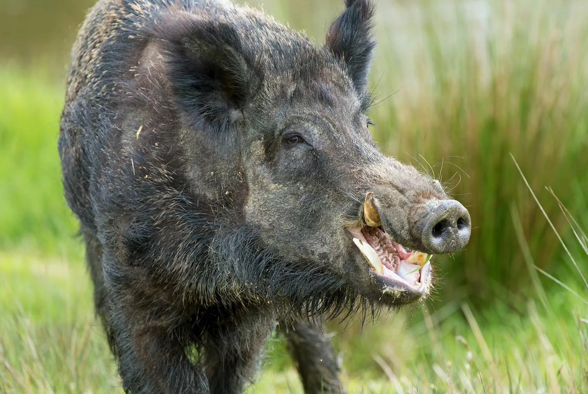 Европейский кабан (Sus scrofa)