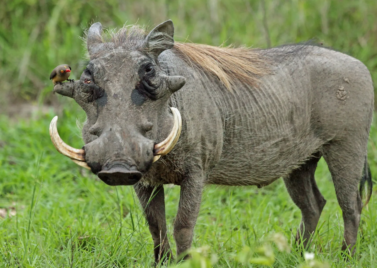Африканский бородавочник (Phacochoerus africanus)