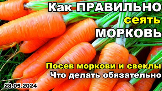 Как ПРАВИЛЬНО сеять МОРКОВЬ! Всходы на 5-7 день! Сеем семена моркови и свеклы без хлопот! | 28.05.24