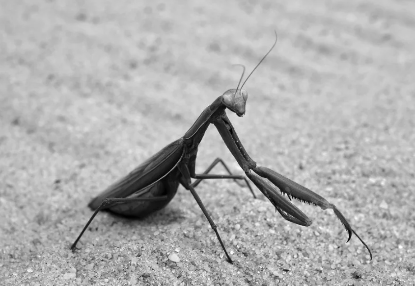 Сектант "Чёрного Кролика"