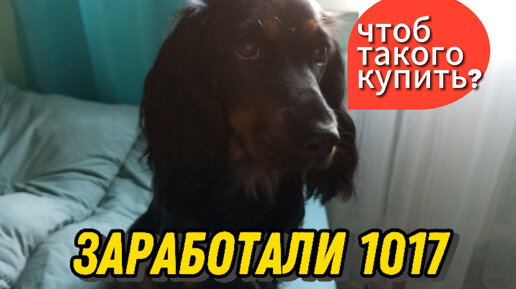 Заработали 1017 рублей на Дзене