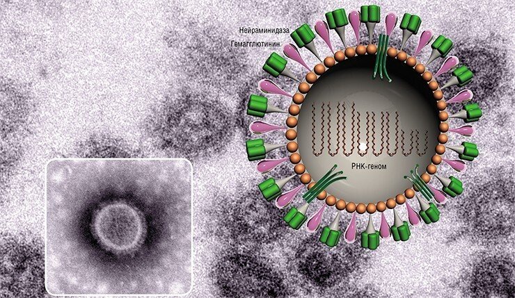 В  центре вириона вируса гриппа – РНК-геном, состоящий из восьми отдельных  частей. В мембрану вируса встроены молекулы гликопротеинов  гемагглютинина и нейраминидазы, отвечающие за связывание вирусной  частицы с рецепторами клетки-хозяина. Вариации в их строении определяют  субтип вируса гриппа: H(1-16)N(1-9). По: (Рябчикова, 2009)